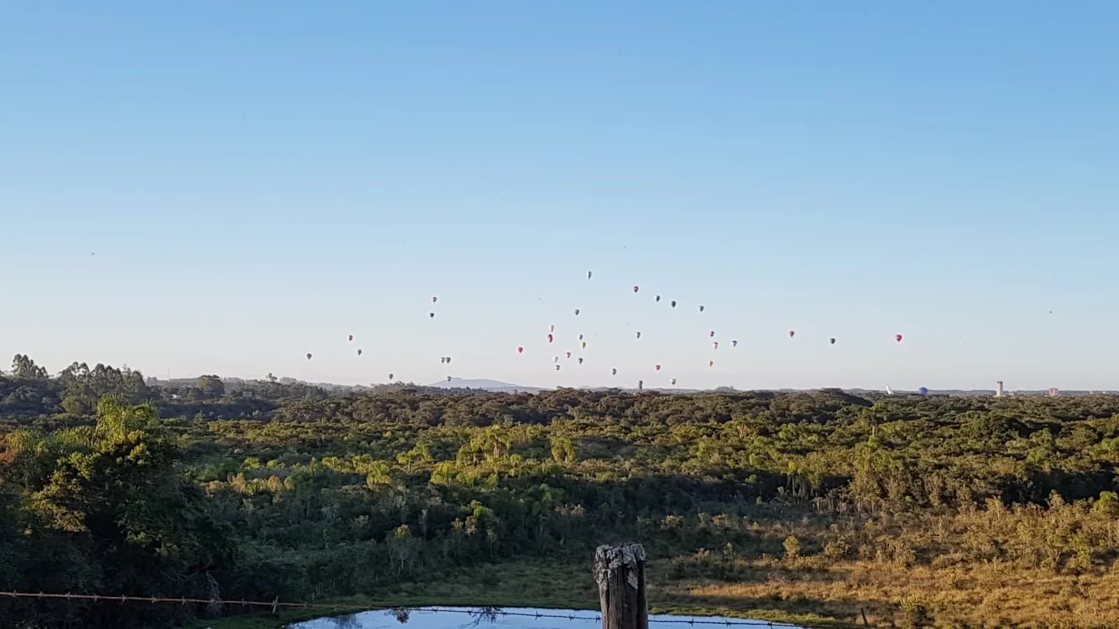 Dezenas de balões de ar quente no céu azul sobre uma área de mata, vistos à distância