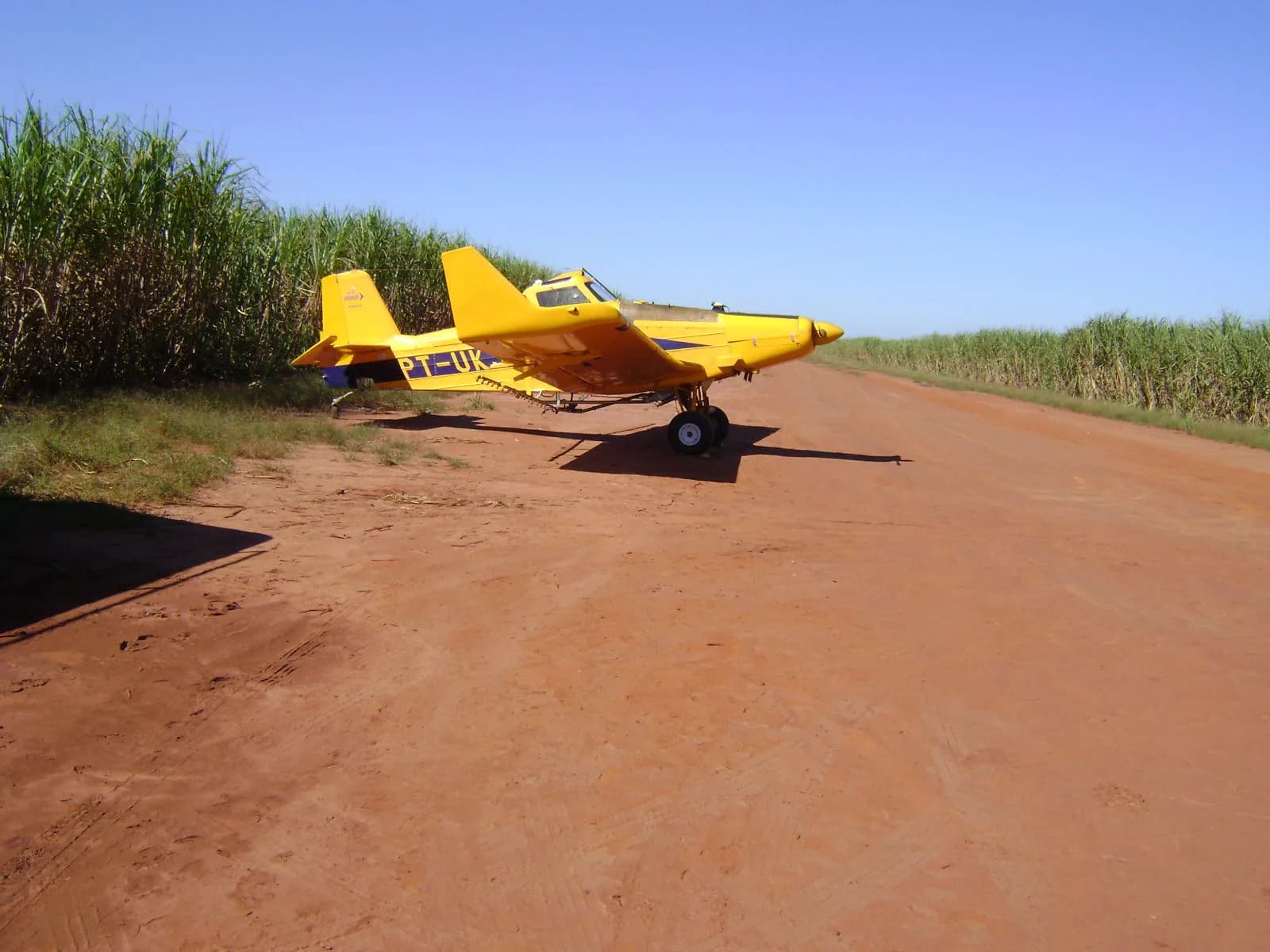 Avião agrícola amarelo parado numa pista de terra vermelha ao lado de um canavial